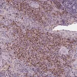 Merck Anti-IL9R antibody produced in rabbit