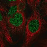 Merck Anti-CDC14B antibody produced in rabbit
