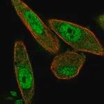 Merck Anti-NAIF1 antibody produced in rabbit