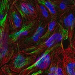 Merck Anti-XKR6 antibody produced in rabbit