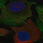 Merck Anti-PHOSPHO1 antibody produced in rabbit