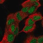 Merck Anti-ZNF184 antibody produced in rabbit