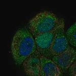 Merck Anti-CDC6 antibody produced in rabbit