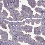 Merck Anti-C9orf116 antibody produced in rabbit