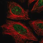 Merck Anti-CDH24 antibody produced in rabbit