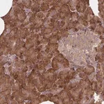 Merck Anti-TAB2 antibody produced in rabbit
