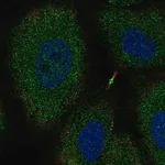 Merck Anti-NTNG2 antibody produced in rabbit