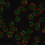 Merck Anti-RAG2 antibody produced in rabbit