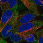 Merck Anti-CHRND antibody produced in rabbit