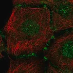 Merck Anti-PLEKHA7 antibody produced in rabbit