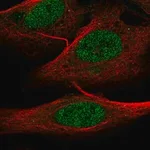 Merck Anti-ELFN1 antibody produced in rabbit