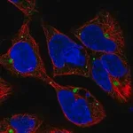 Merck Anti-AMH antibody produced in rabbit