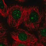 Merck Anti-DOLK antibody produced in rabbit