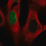 Merck Anti-HES1 antibody produced in rabbit