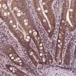 Merck Anti-NDUFA10 antibody produced in rabbit