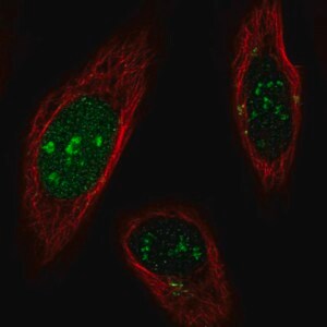Merck Anti-SNAPC1 antibody produced in rabbit