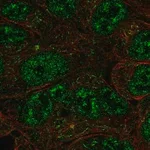 Merck Anti-NR0B1 antibody produced in rabbit