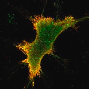 Merck Anti-OPRK1 antibody produced in rabbit