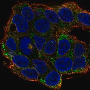 Merck Anti-EFNA2 antibody produced in rabbit