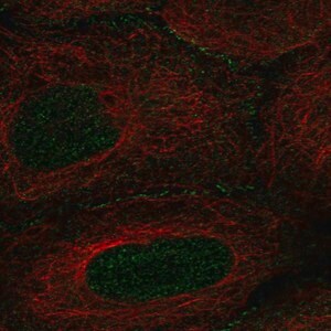 Merck Anti-AMOT antibody produced in rabbit