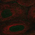 Merck Anti-AMOT antibody produced in rabbit