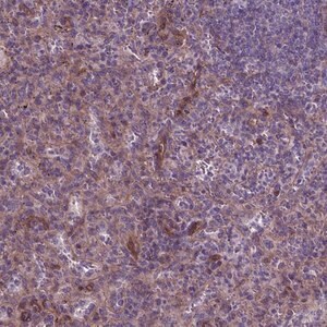 Merck Anti-FLT4 antibody produced in rabbit