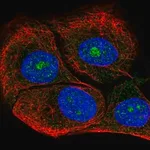 Merck Anti-DOLK antibody produced in rabbit