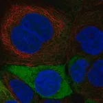 Merck Anti-ENO1 antibody produced in rabbit