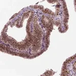 Merck Anti-MGMT antibody produced in rabbit