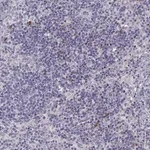 Merck Anti-HTR3A antibody produced in rabbit