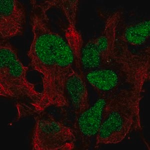 Merck Anti-ZIC3 antibody produced in rabbit