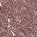Merck Anti-CDC42 antibody produced in rabbit