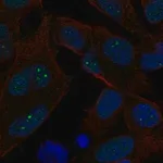 Merck Anti-EXO1 antibody produced in rabbit