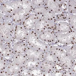 Merck Anti-SNAI1 antibody produced in rabbit