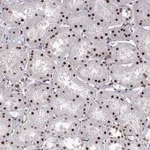 Merck Anti-SNAI1 antibody produced in rabbit