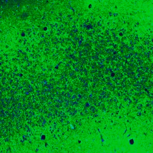 Merck Anti-CNTN1 antibody produced in rabbit