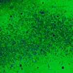 Merck Anti-CNTN1 antibody produced in rabbit