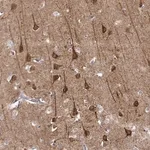 Merck Anti-NECAB3 antibody produced in rabbit