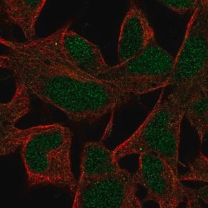Merck Anti-INO80B antibody produced in rabbit