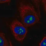 Merck Anti-TMEM217 antibody produced in rabbit