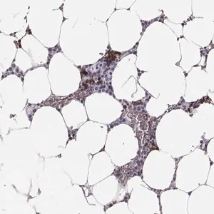 Merck Anti-HBZ antibody produced in rabbit