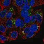 Merck Anti-GDF15 antibody produced in rabbit