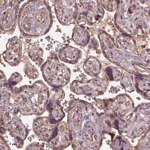 Merck Anti-LIN7A antibody produced in rabbit