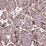 Merck Anti-LIN7A antibody produced in rabbit