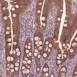 Merck Anti-FAM234A antibody produced in rabbit