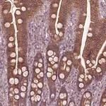 Merck Anti-FAM234A antibody produced in rabbit