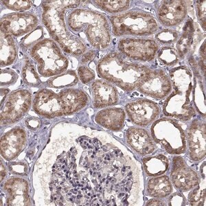 Merck Anti-MAIP1 antibody produced in rabbit