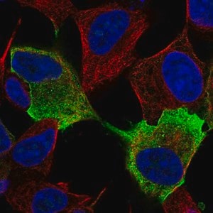 Merck Anti-NRXN1 antibody produced in rabbit
