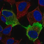 Merck Anti-NRXN1 antibody produced in rabbit