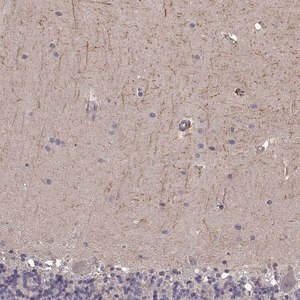 Merck Anti-RIT2 antibody produced in rabbit